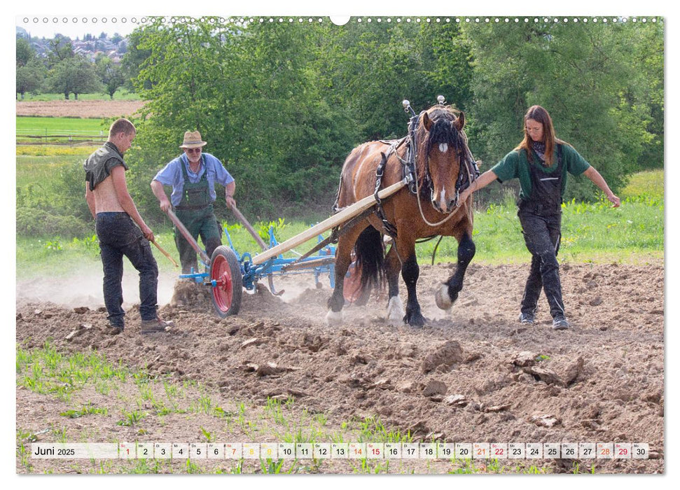 Kartoffelanbau ohne Traktor (CALVENDO Premium Wandkalender 2025)