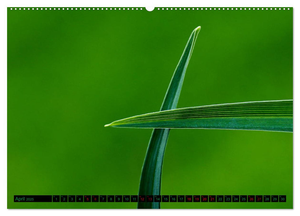 green nature details - Makrofotografien aus der grünen Welt der Pflanzen (CALVENDO Premium Wandkalender 2025)