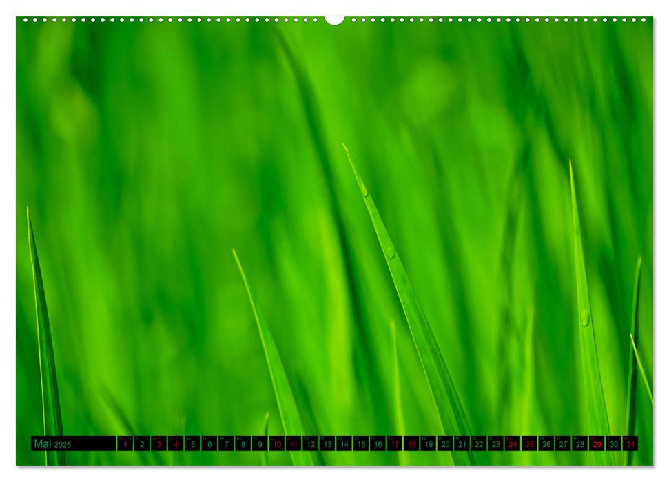 green nature details - Makrofotografien aus der grünen Welt der Pflanzen (CALVENDO Premium Wandkalender 2025)