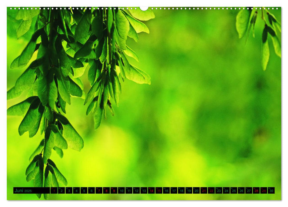 green nature details - Makrofotografien aus der grünen Welt der Pflanzen (CALVENDO Premium Wandkalender 2025)