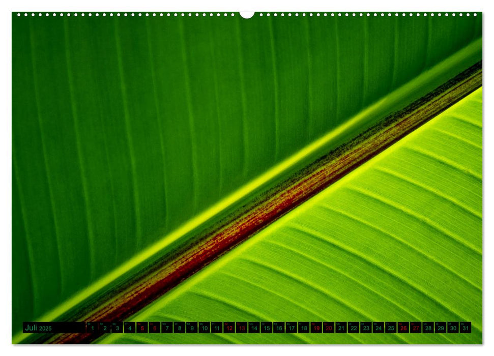 green nature details - Makrofotografien aus der grünen Welt der Pflanzen (CALVENDO Premium Wandkalender 2025)