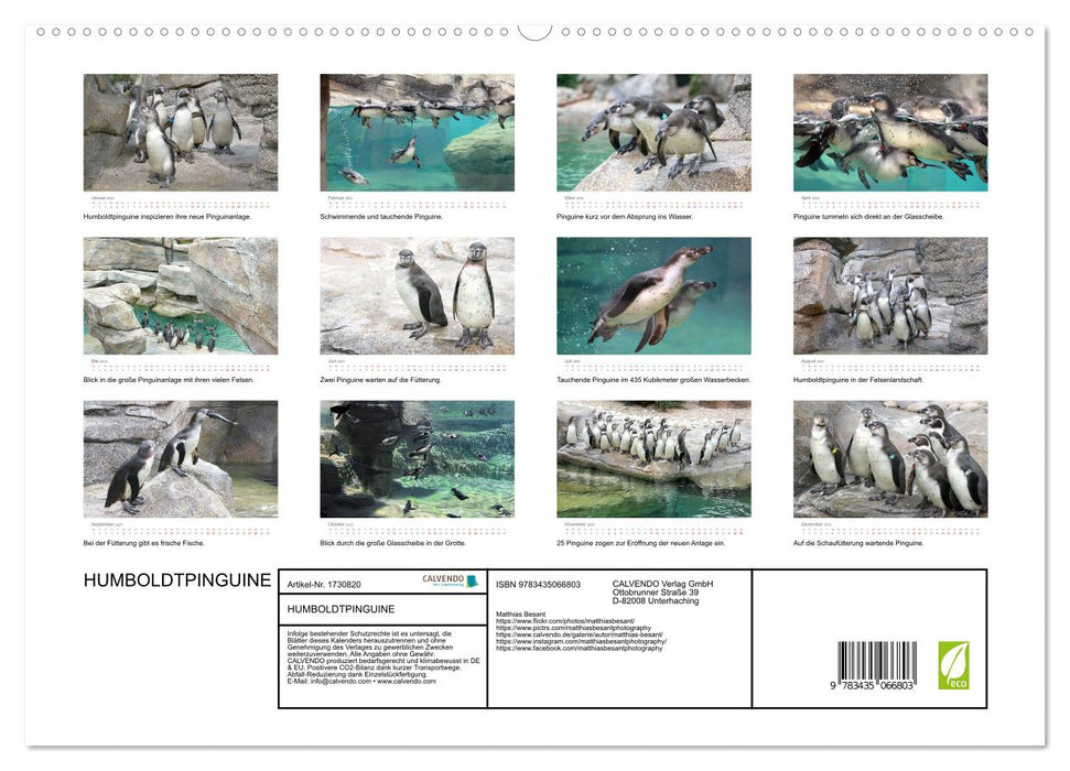 HUMBOLDTPINGUINE (CALVENDO Premium Wandkalender 2025)