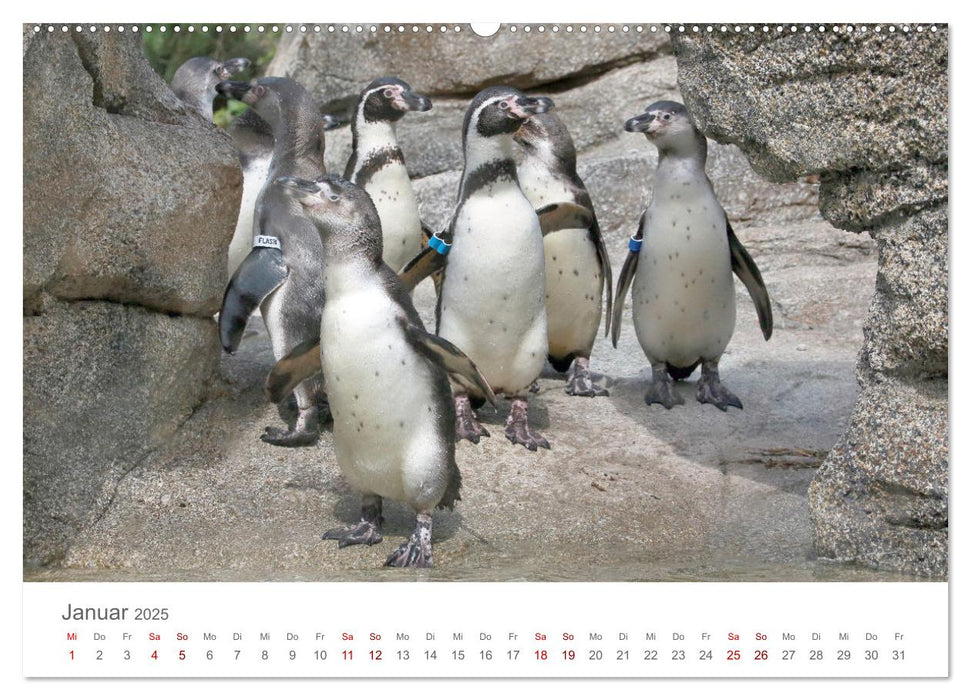 HUMBOLDTPINGUINE (CALVENDO Premium Wandkalender 2025)