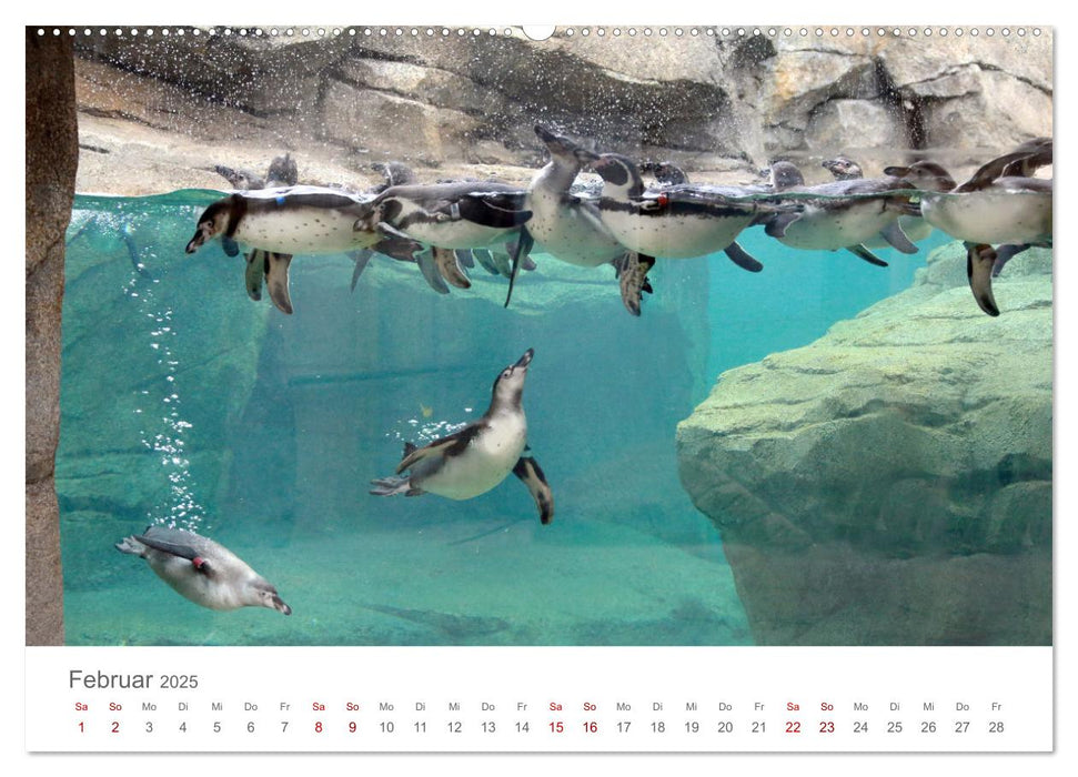 HUMBOLDTPINGUINE (CALVENDO Premium Wandkalender 2025)