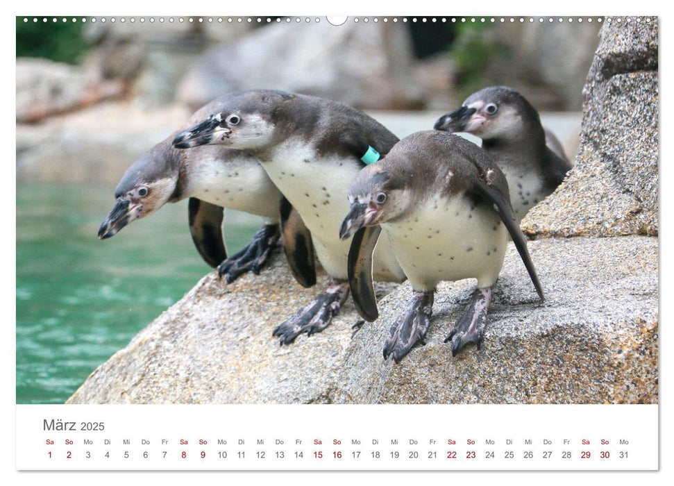 HUMBOLDTPINGUINE (CALVENDO Premium Wandkalender 2025)