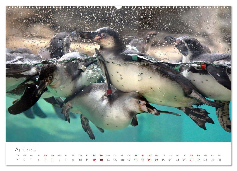 HUMBOLDTPINGUINE (CALVENDO Premium Wandkalender 2025)