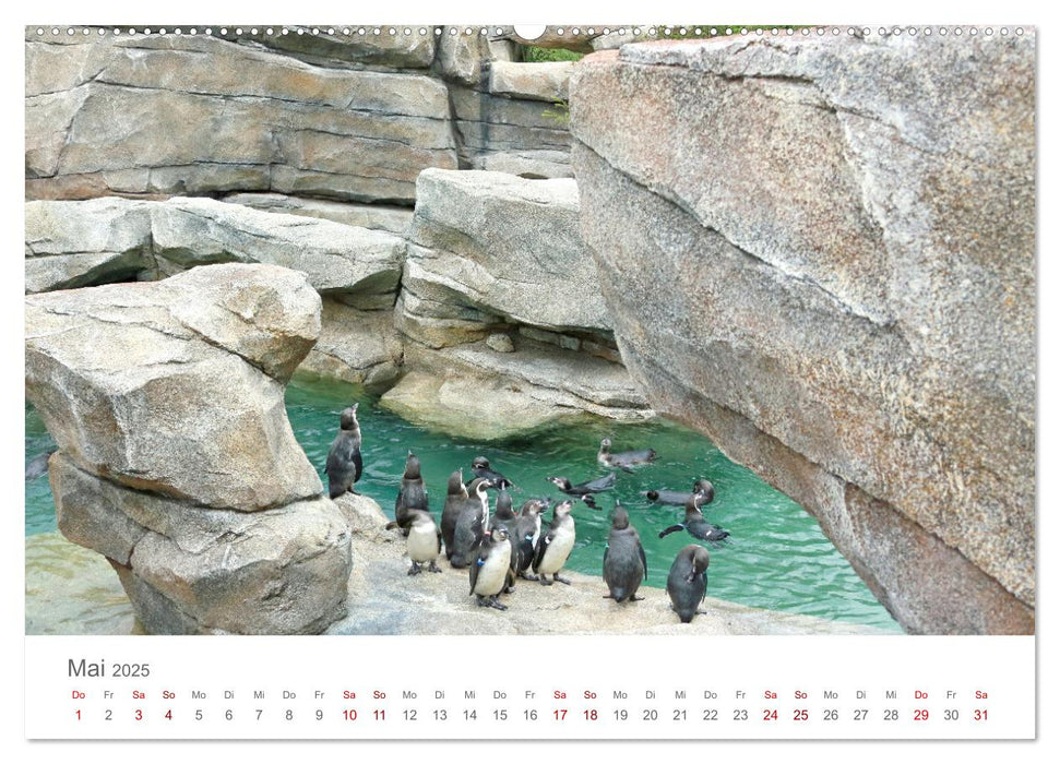 HUMBOLDTPINGUINE (CALVENDO Premium Wandkalender 2025)