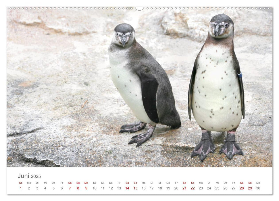 HUMBOLDTPINGUINE (CALVENDO Premium Wandkalender 2025)