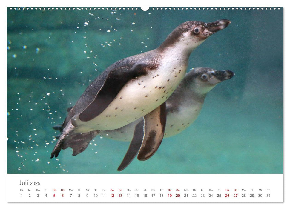 HUMBOLDTPINGUINE (CALVENDO Premium Wandkalender 2025)