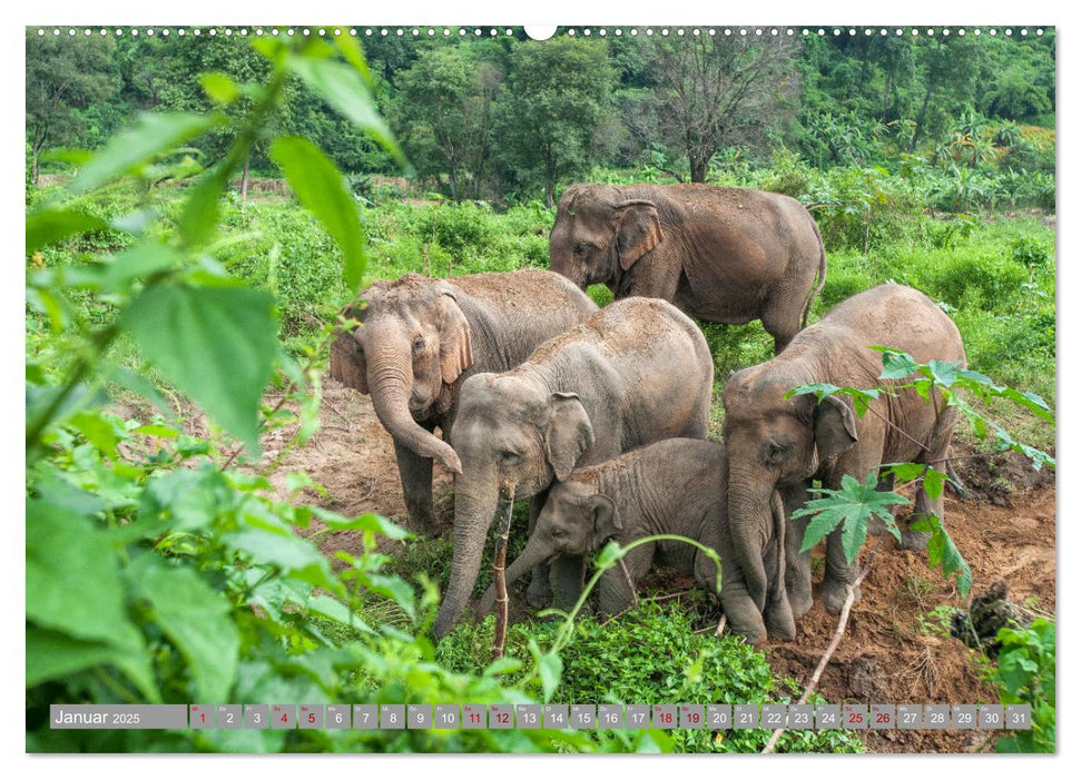 ELEFANTEN Jumbos der Herzen (CALVENDO Premium Wandkalender 2025)