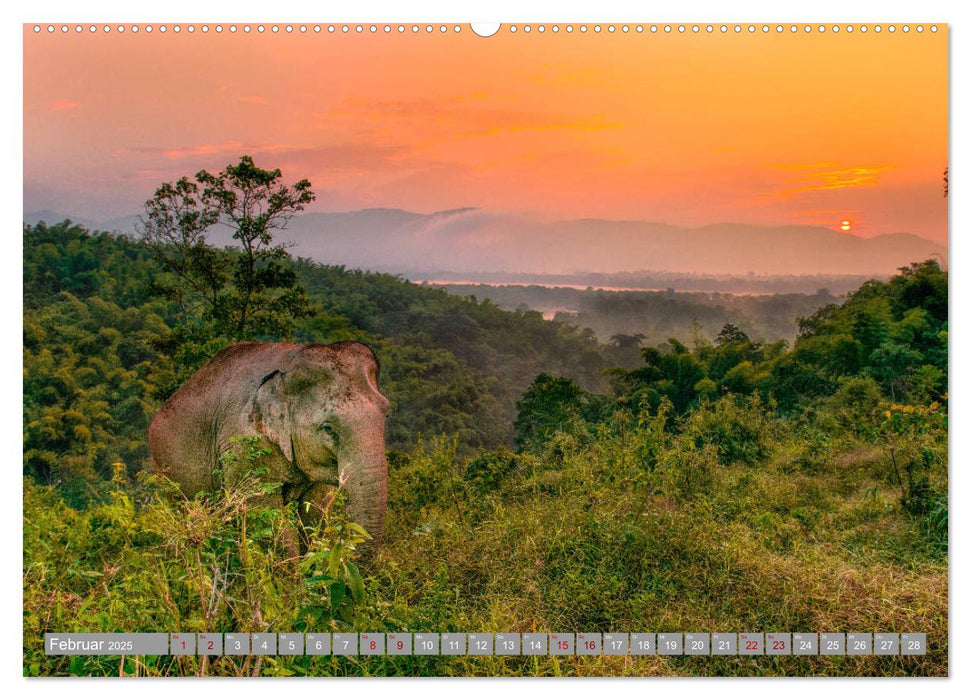 ELEFANTEN Jumbos der Herzen (CALVENDO Premium Wandkalender 2025)