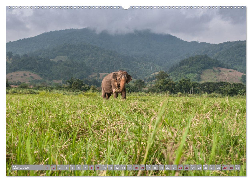 ELEFANTEN Jumbos der Herzen (CALVENDO Premium Wandkalender 2025)