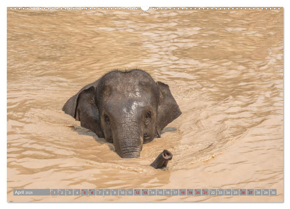 ELEFANTEN Jumbos der Herzen (CALVENDO Premium Wandkalender 2025)