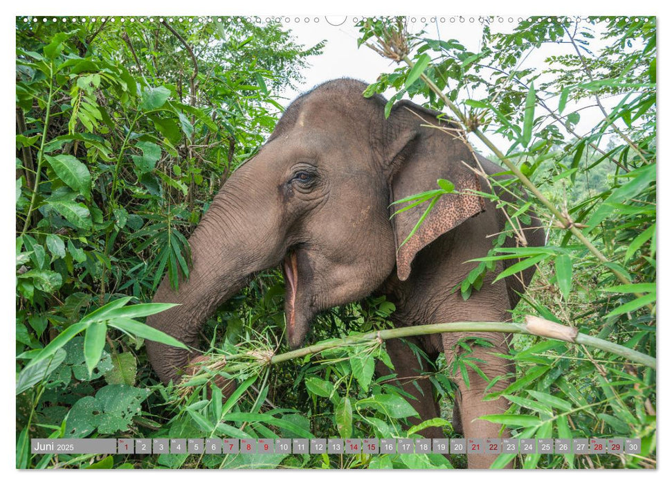 ELEFANTEN Jumbos der Herzen (CALVENDO Premium Wandkalender 2025)