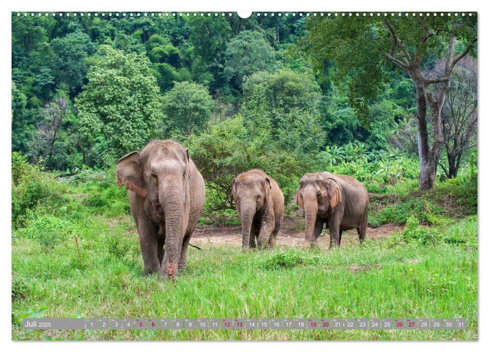 ELEFANTEN Jumbos der Herzen (CALVENDO Premium Wandkalender 2025)