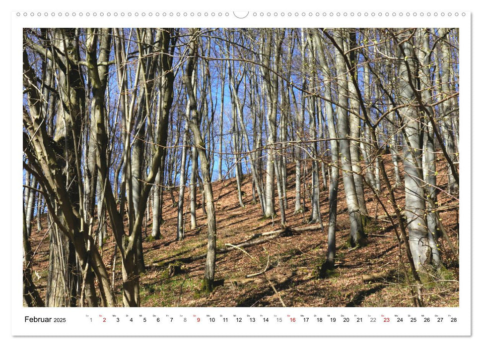 Mein Sehnsuchtsort, der heimische Wald (CALVENDO Premium Wandkalender 2025)