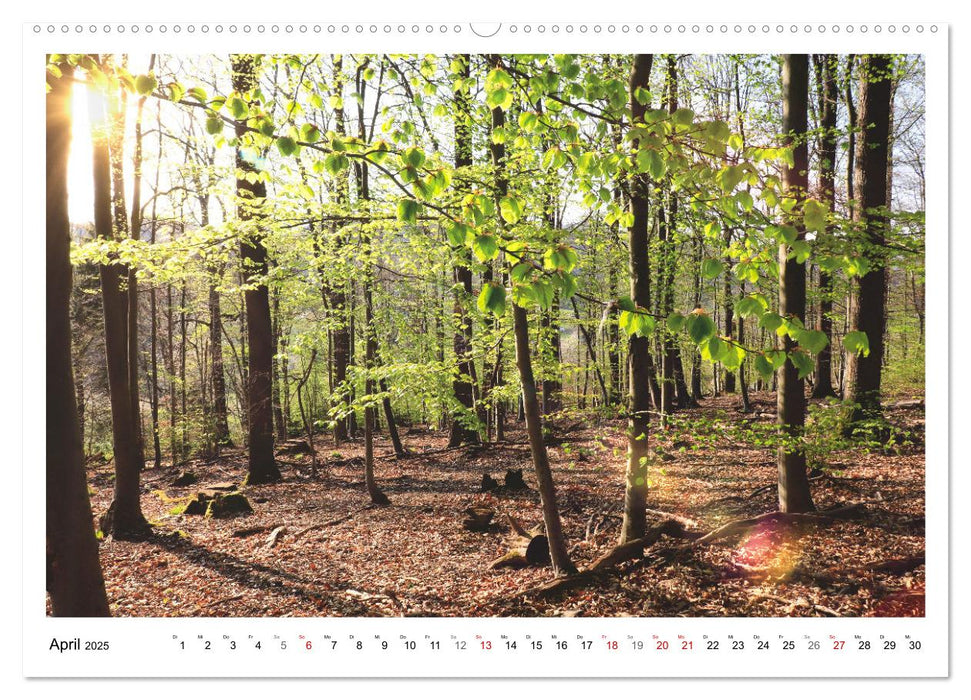 Mein Sehnsuchtsort, der heimische Wald (CALVENDO Premium Wandkalender 2025)