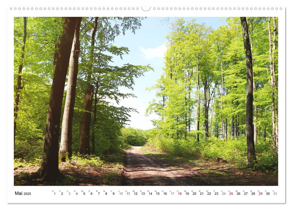 Mein Sehnsuchtsort, der heimische Wald (CALVENDO Premium Wandkalender 2025)