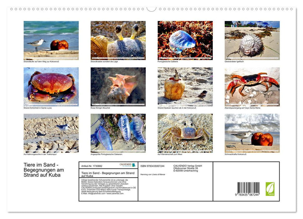 Tiere im Sand - Begegnungen am Strand auf Kuba (CALVENDO Premium Wandkalender 2025)