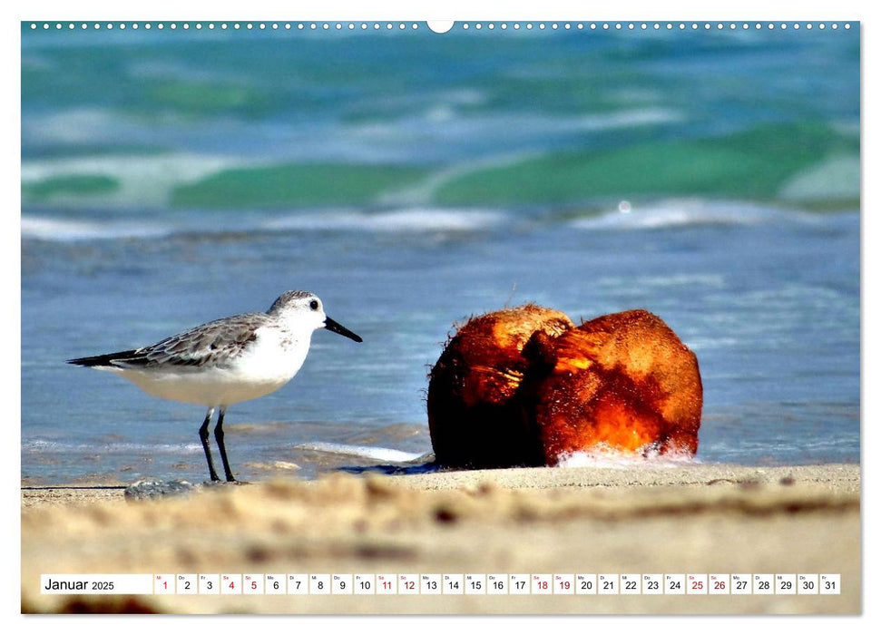 Tiere im Sand - Begegnungen am Strand auf Kuba (CALVENDO Premium Wandkalender 2025)