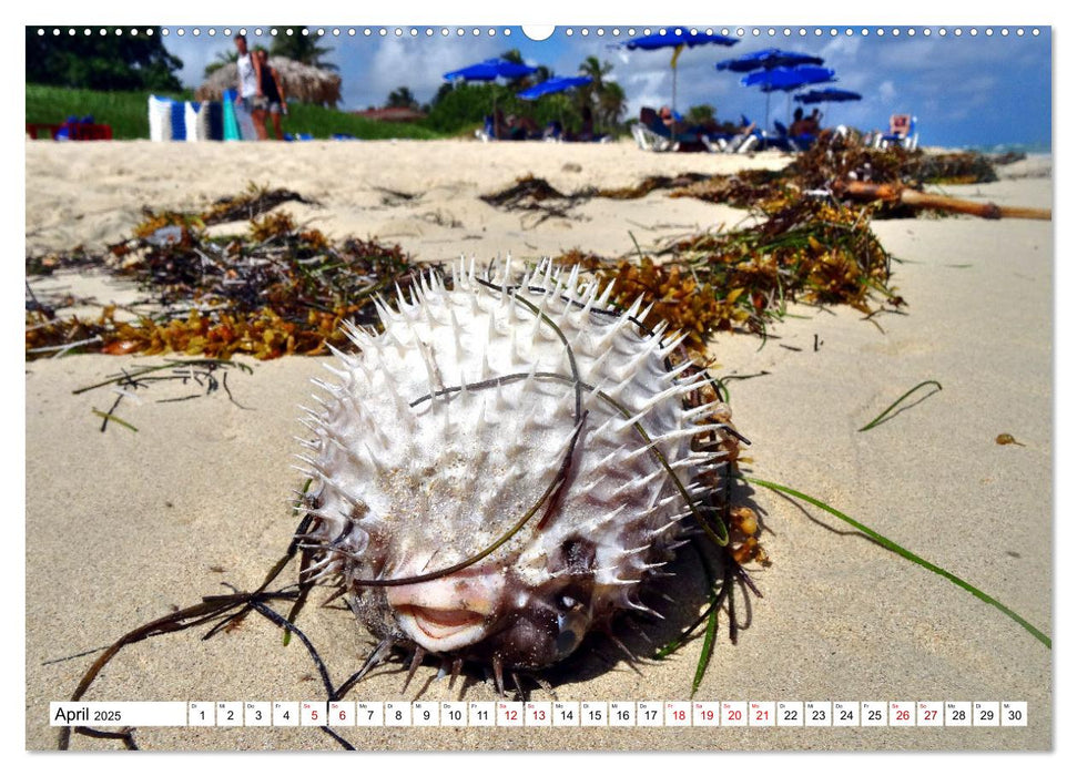 Tiere im Sand - Begegnungen am Strand auf Kuba (CALVENDO Premium Wandkalender 2025)