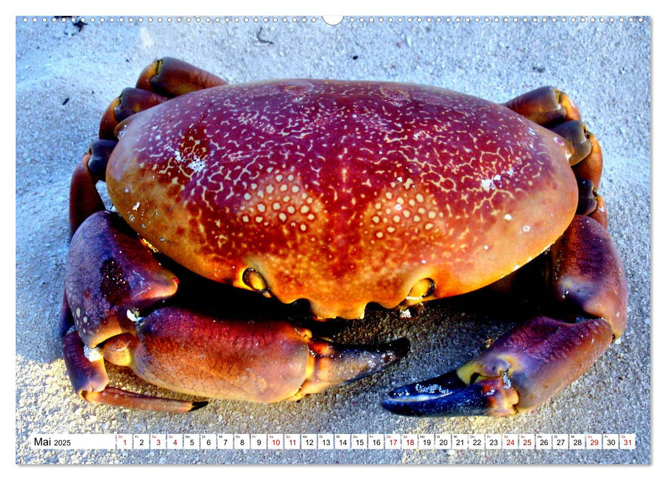 Tiere im Sand - Begegnungen am Strand auf Kuba (CALVENDO Premium Wandkalender 2025)