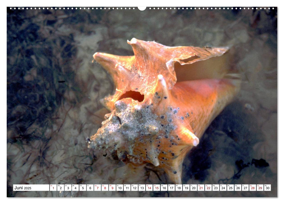 Tiere im Sand - Begegnungen am Strand auf Kuba (CALVENDO Premium Wandkalender 2025)