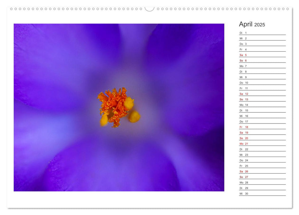 DEEP INSIDE - Blütenmakros als Monatsplaner (CALVENDO Premium Wandkalender 2025)