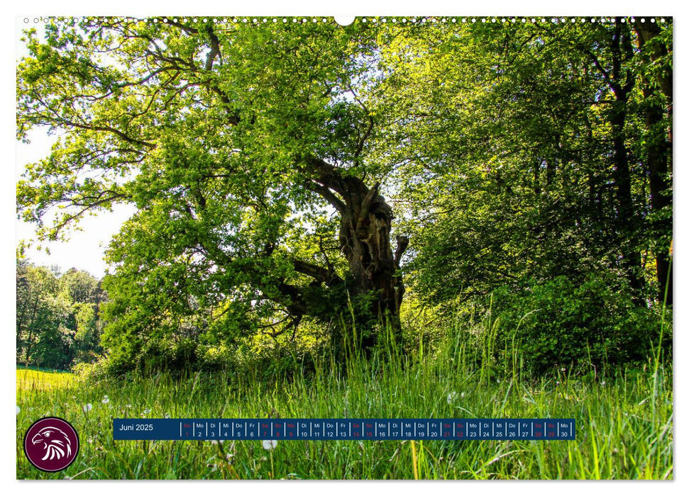 Zu Fuß durch Nordhessen - Unterwegs auf dem Habichtswaldsteig (CALVENDO Premium Wandkalender 2025)