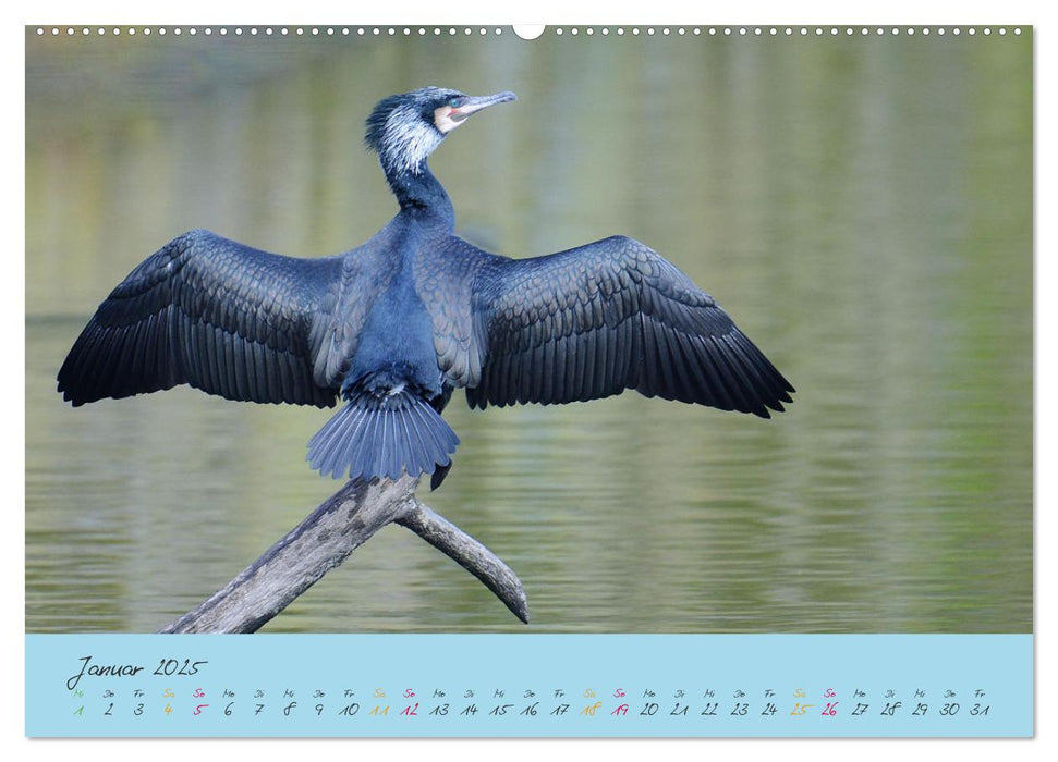 Der Kormoran (CALVENDO Premium Wandkalender 2025)