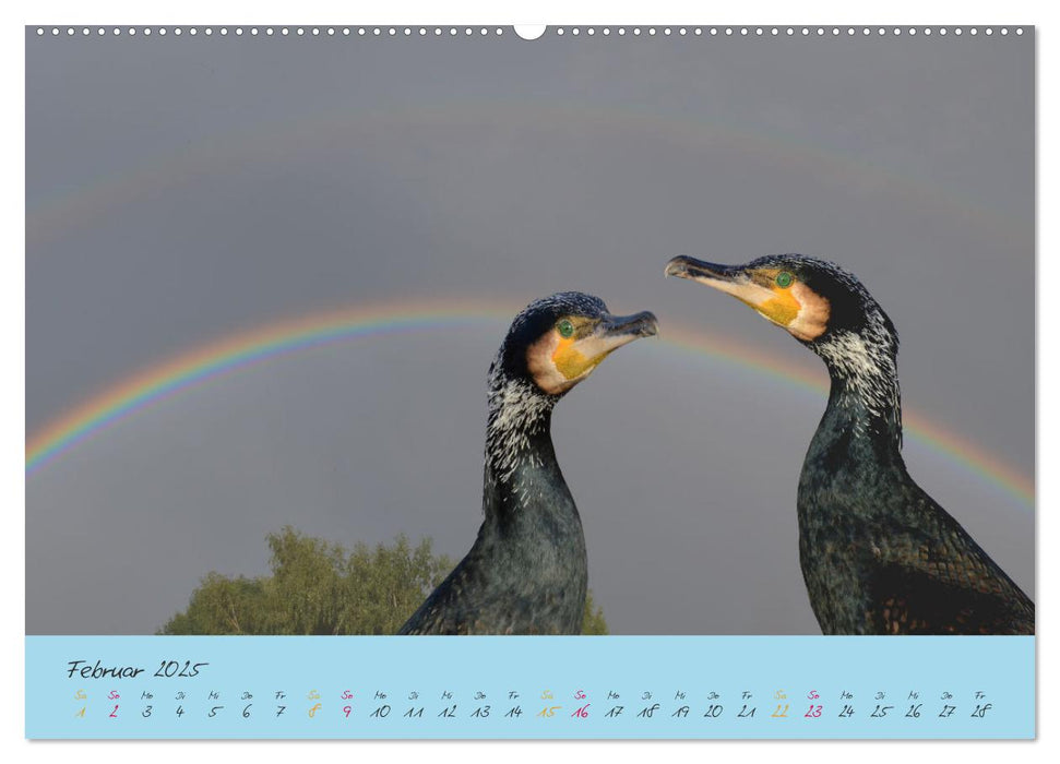 Der Kormoran (CALVENDO Premium Wandkalender 2025)