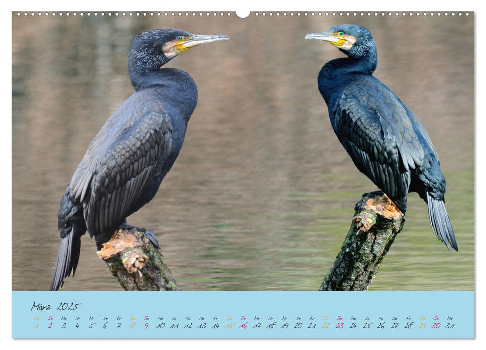 Der Kormoran (CALVENDO Premium Wandkalender 2025)