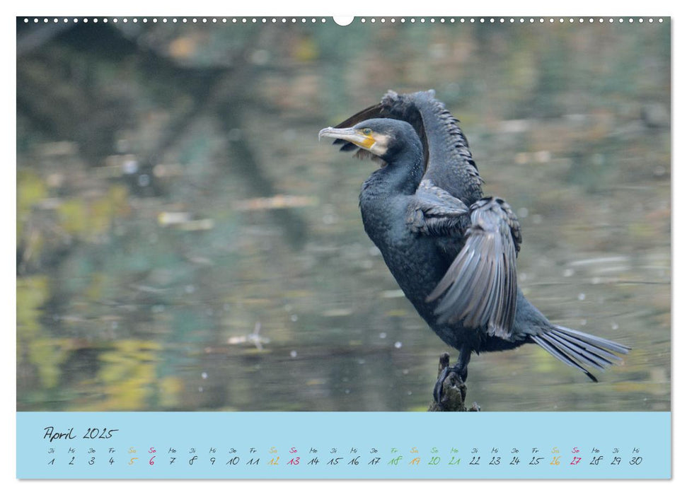 Der Kormoran (CALVENDO Premium Wandkalender 2025)