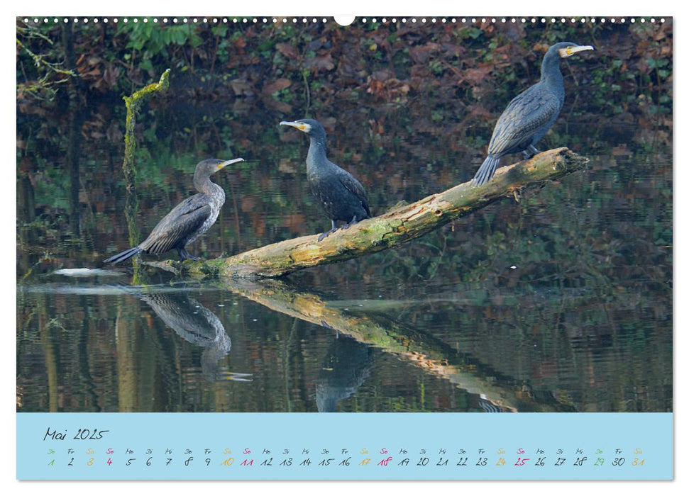 Der Kormoran (CALVENDO Premium Wandkalender 2025)