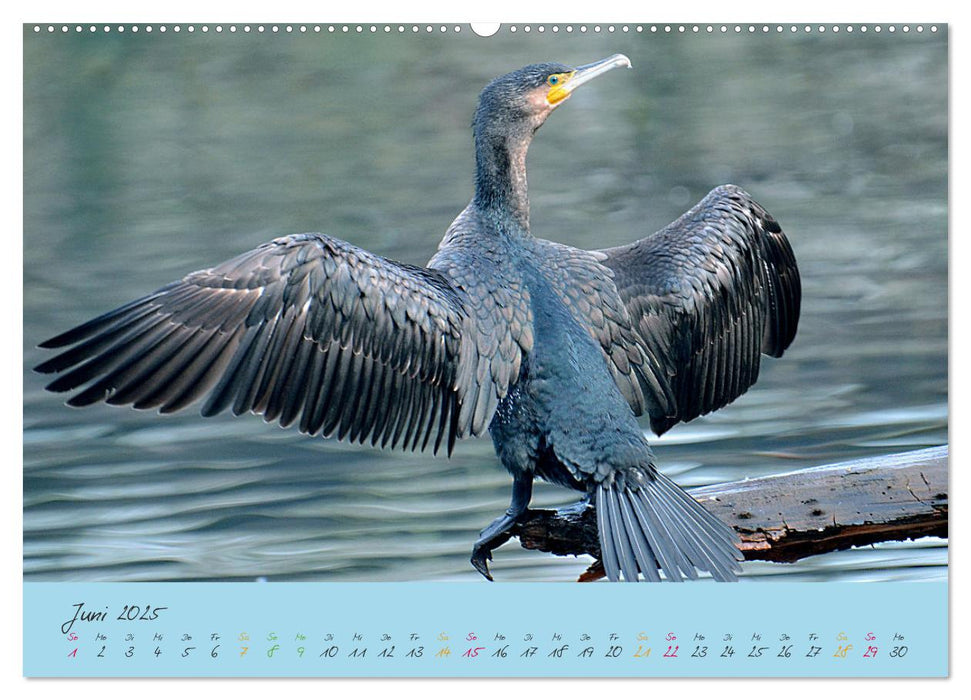 Der Kormoran (CALVENDO Premium Wandkalender 2025)