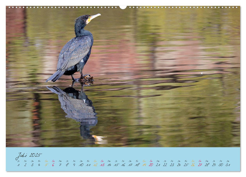 Der Kormoran (CALVENDO Premium Wandkalender 2025)