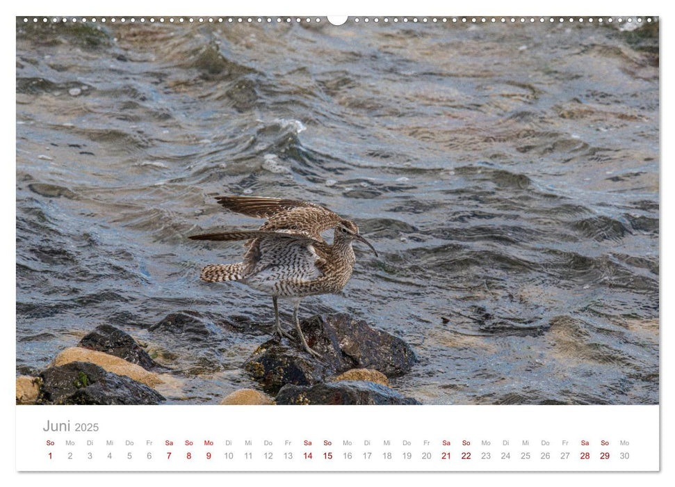 Limikolen - Watvögel an Nord- und Ostseeküste (CALVENDO Premium Wandkalender 2025)