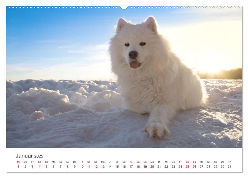 Samojedenhündin Isa (CALVENDO Premium Wandkalender 2025)