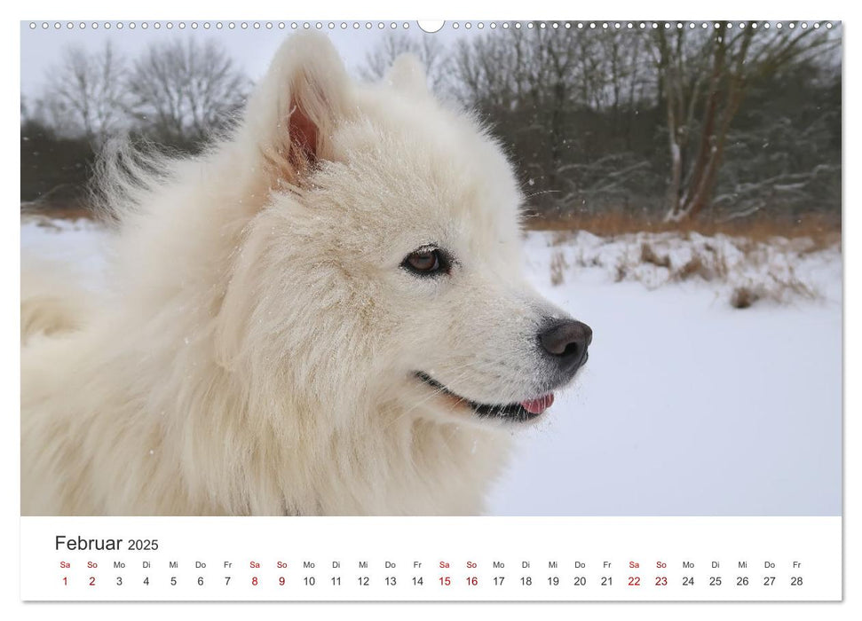 Samojedenhündin Isa (CALVENDO Premium Wandkalender 2025)