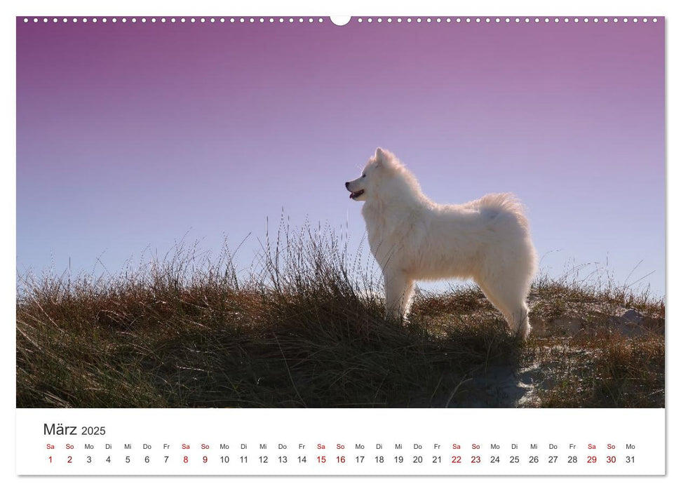 Samojedenhündin Isa (CALVENDO Premium Wandkalender 2025)