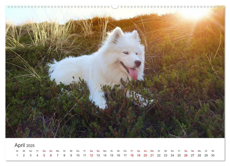 Samojedenhündin Isa (CALVENDO Premium Wandkalender 2025)