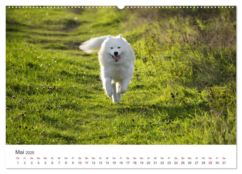 Samojedenhündin Isa (CALVENDO Premium Wandkalender 2025)