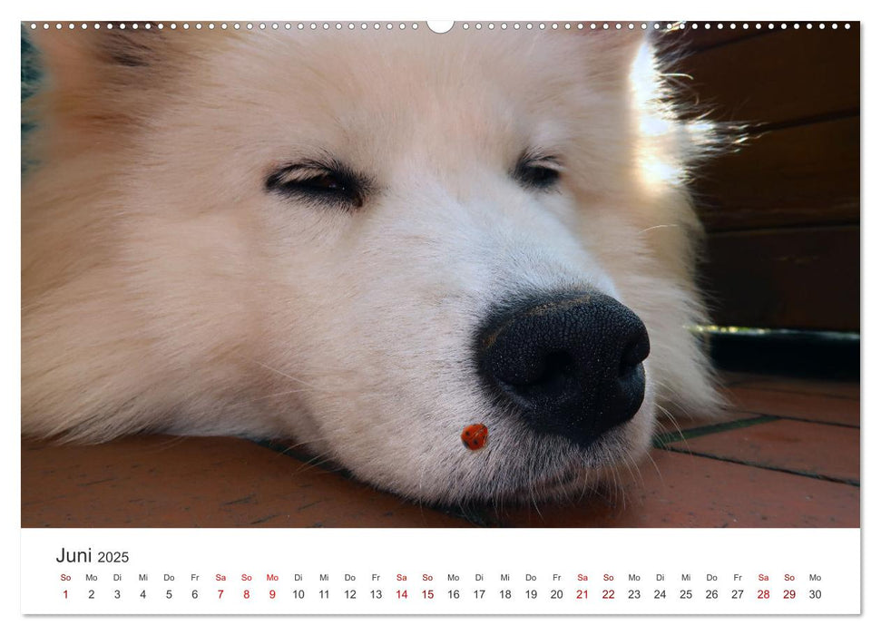 Samojedenhündin Isa (CALVENDO Premium Wandkalender 2025)