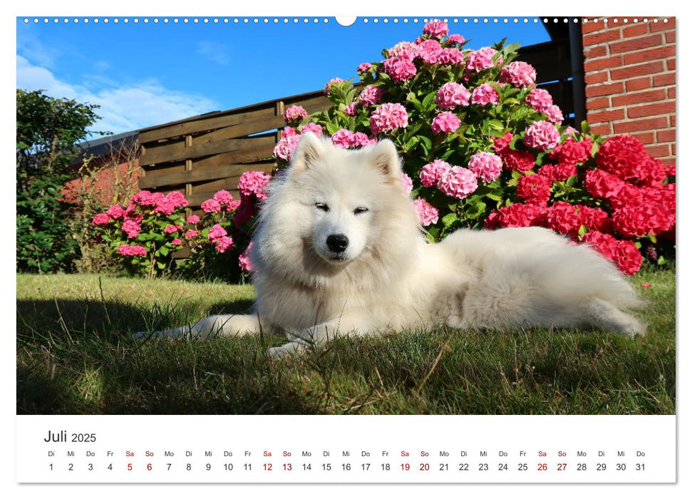 Samojedenhündin Isa (CALVENDO Premium Wandkalender 2025)