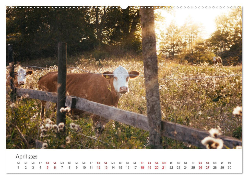 Schweden - Eine bezaubernde Reise in den Norden. (CALVENDO Wandkalender 2025)