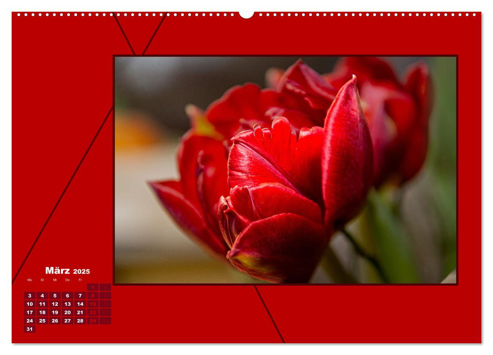 Powerfarbe Rot (CALVENDO Premium Wandkalender 2025)