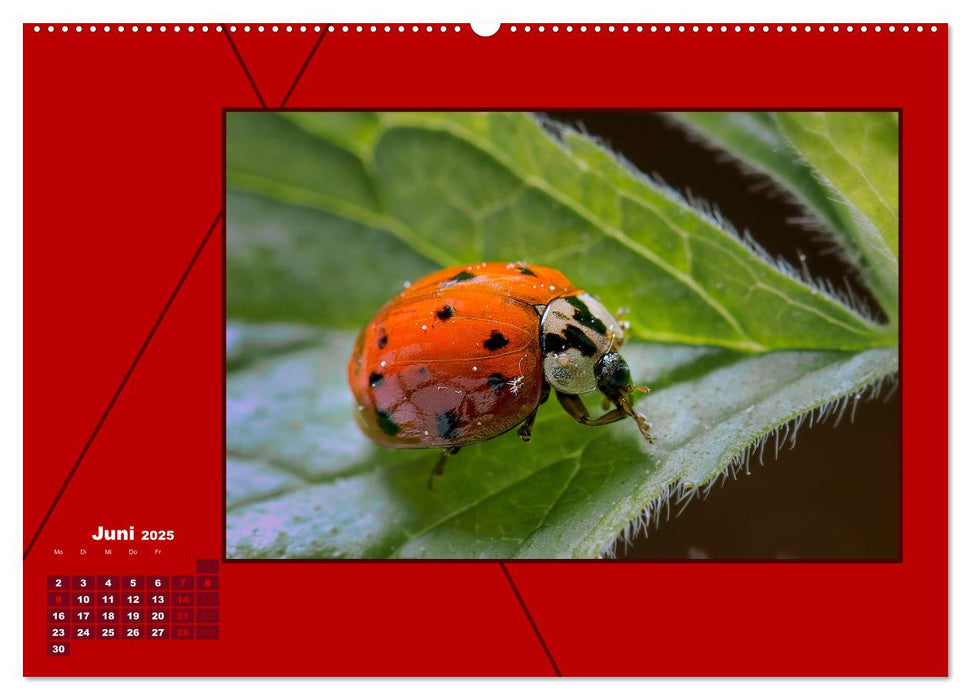 Powerfarbe Rot (CALVENDO Premium Wandkalender 2025)