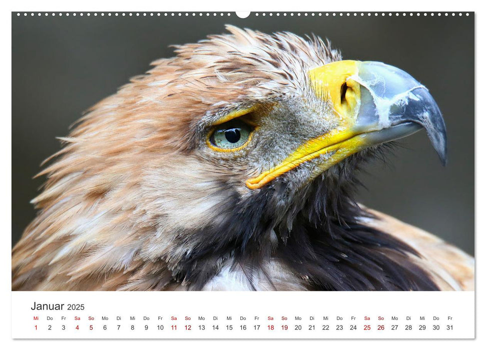 GREIFVOGEL- UND EULENPORTRÄTS (CALVENDO Premium Wandkalender 2025)