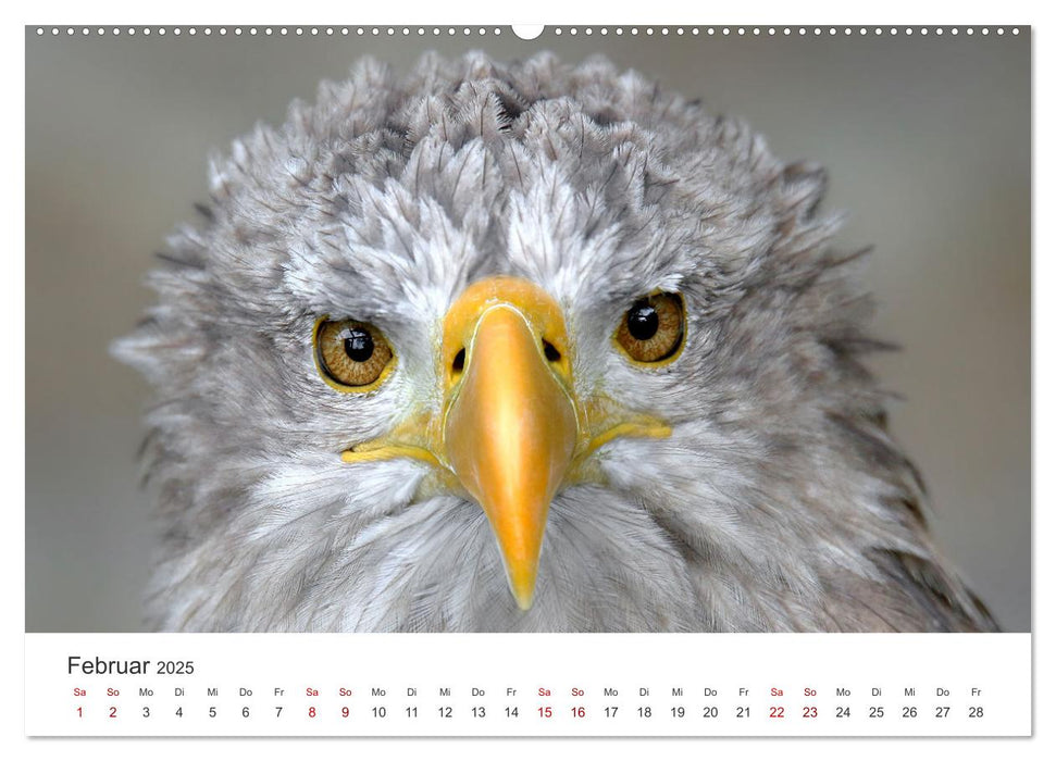 GREIFVOGEL- UND EULENPORTRÄTS (CALVENDO Premium Wandkalender 2025)