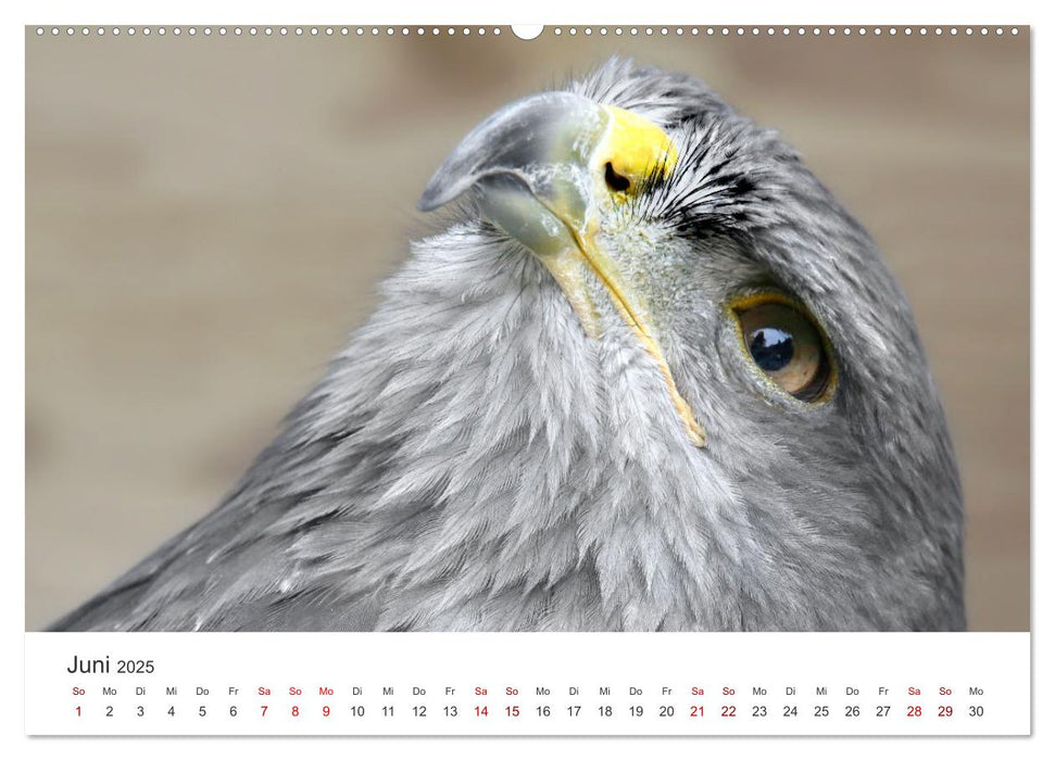 GREIFVOGEL- UND EULENPORTRÄTS (CALVENDO Premium Wandkalender 2025)